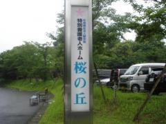 桜の丘