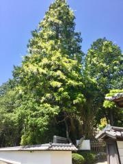 大覚寺庭園