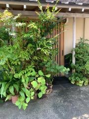 桑はら