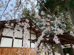 桜堂薬師法明寺