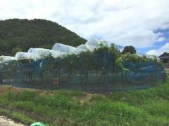 佐倉良夫農園