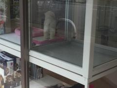 愛犬美容室フクオカペット草香江店