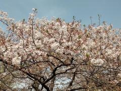 東京都立墨東病院