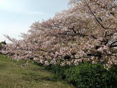 東京都立墨東病院