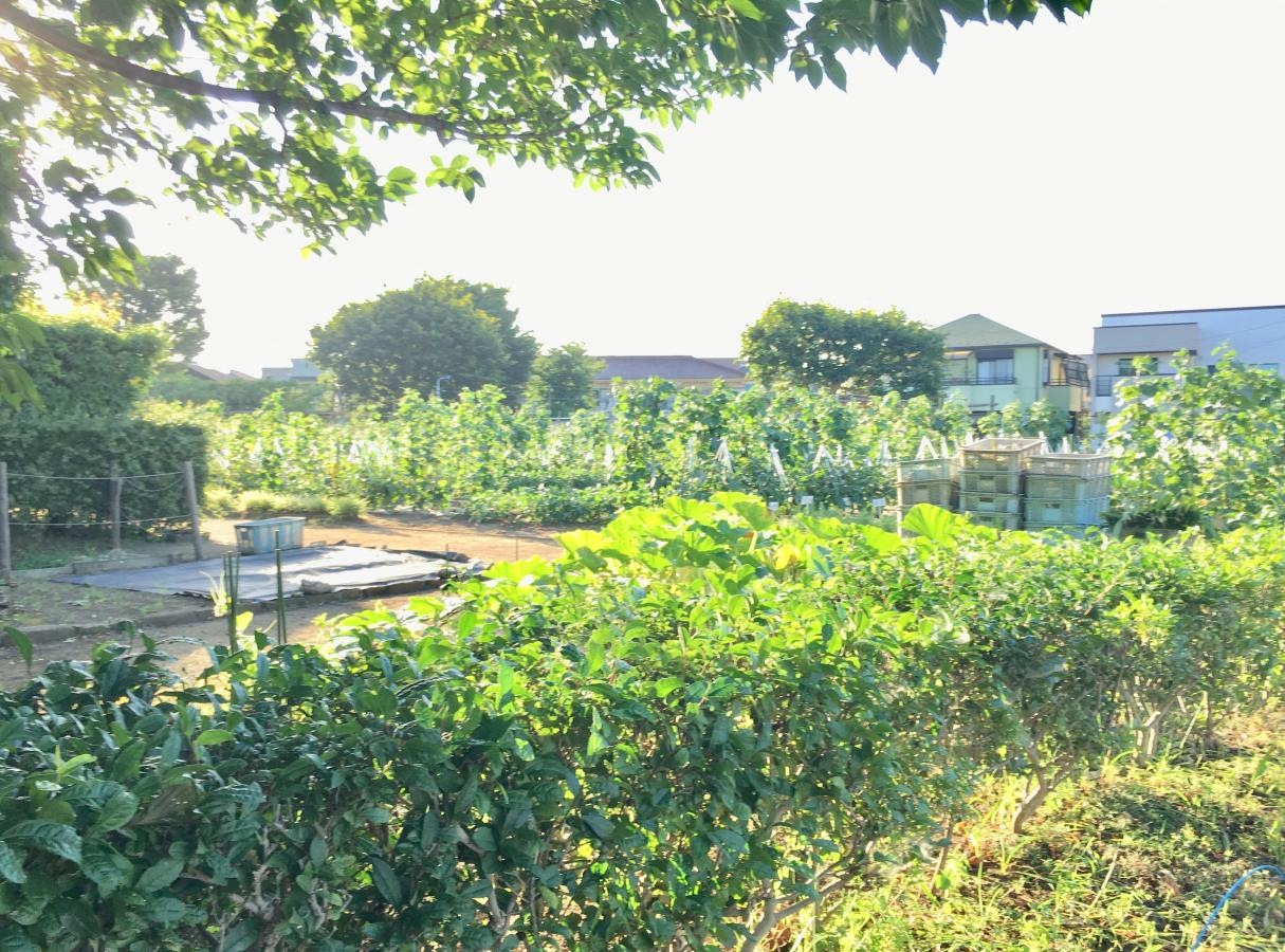 土支田農業公園の園内南側からの外観