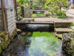 地蔵川(梅花藻)