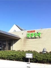 はまなす