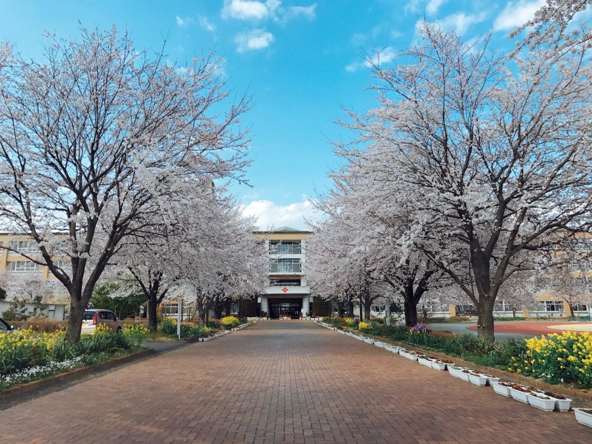 今年の桜です