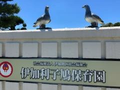 伊加利子鳩保育園