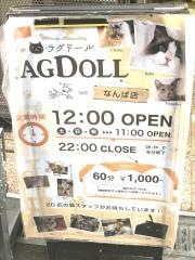 猫カフェラグドール