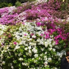 「三室戸寺」バス停留所