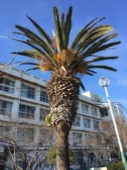 明石川右岸線緑地