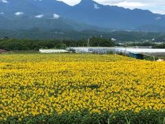 ブルーベリー明野