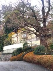 青柿
