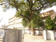 橘小学校