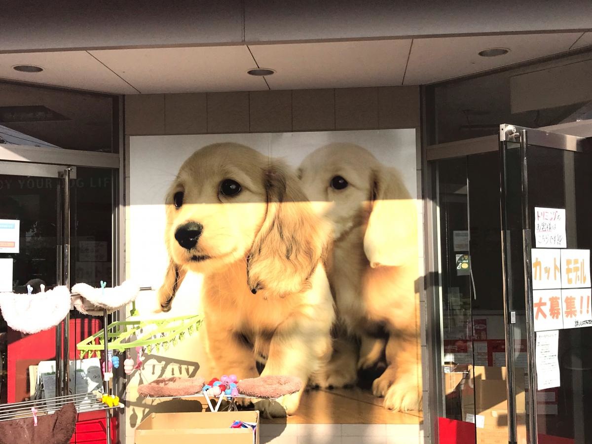 ペットショップ犬の家長野店