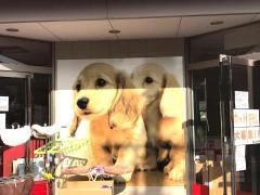 ペットショップ犬の家長野店