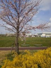 平和中央公園
