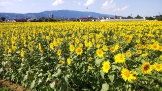 杷木大ひまわり園