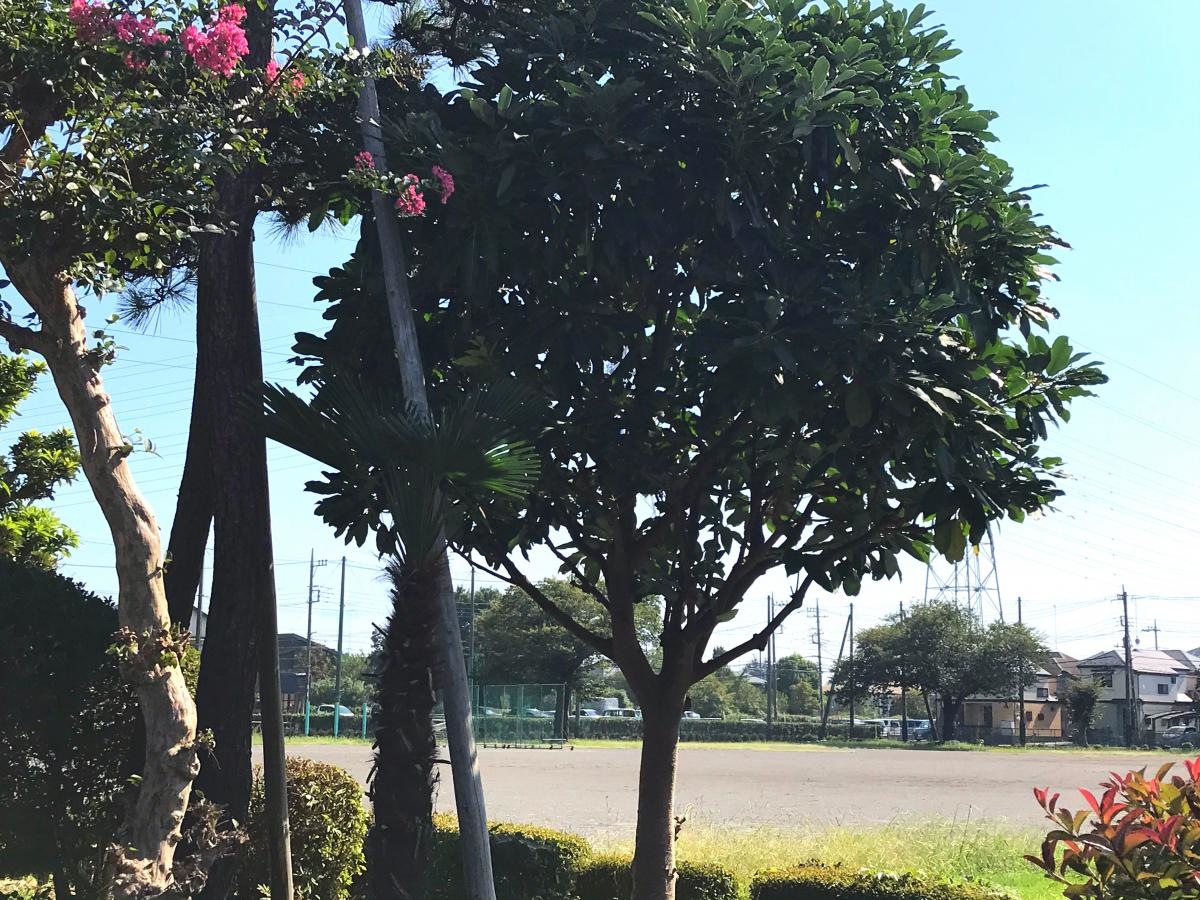 緑が丘中学校