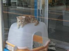 ＣＯＣＯはうす