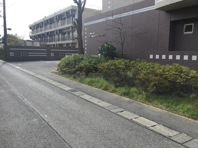 ダンディライオン
