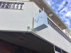 さくら