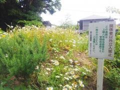 上郷八号緑地