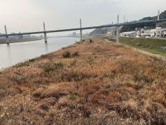 太田川緑地