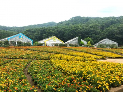 旅探 たびたん とちぎ花センター