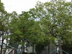 第7号広表緑地