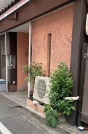 樹