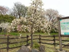 安中市観光公園