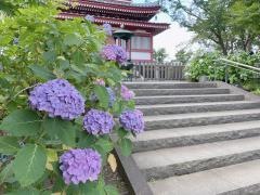 本土寺