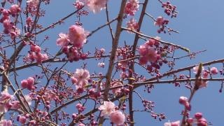 原谷苑