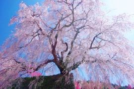 本郷の瀧桜