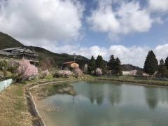 本郷の瀧桜