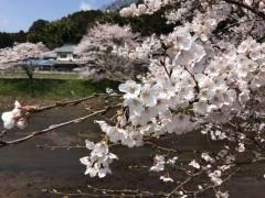 本郷の瀧桜