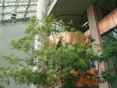中京病院