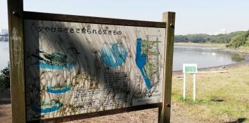 東京都立大井ふ頭中央海浜公園