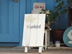 ｂｌｕｅ　ｂｉｒｄ