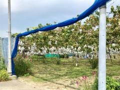 西巨峰園