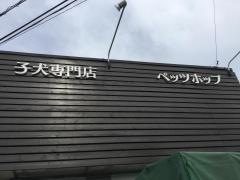 ペッツホップ小犬販売