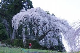中越家