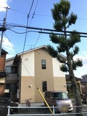 あじさい「きそじ」
