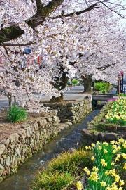 小幡の桜並木