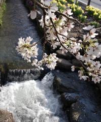 小幡の桜並木