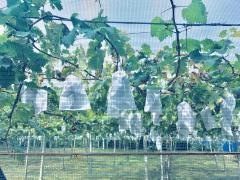 行徳果樹園ピオーネの森
