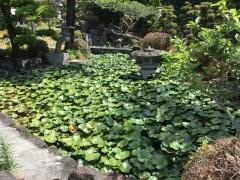 西芳寺