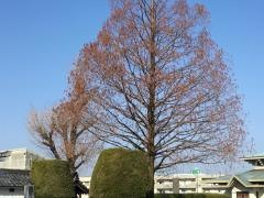泰岳寺